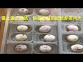 鬆獅蜥蛋出世第三日：3 days bearded dragon eggs