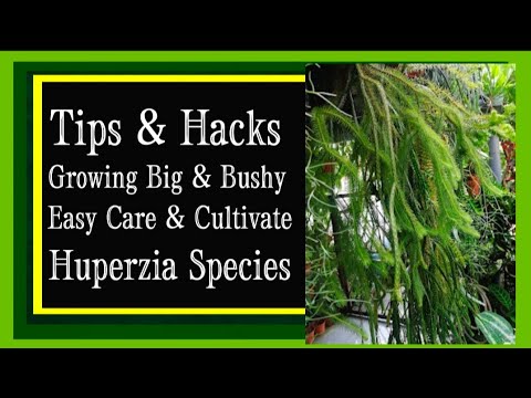 How to Grow and Care for Tassel Fern (Huperzia species)