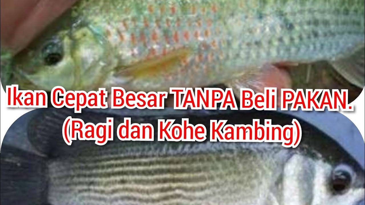Cara Buat Pakan ALAMI-Ikan Cepat Besar-pake RAGI TAPE dan Kohe Domba