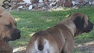 Real Boerboels - Mating Attempt 2 | Still no Joy for the male