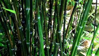 My Bamboo Garden with Black Bamboo / How to grow a Bamboo Plant