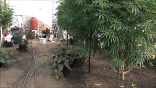 WW 08112015 Greenhouse Part 2