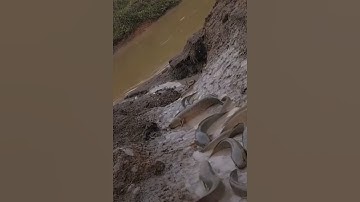 Cá lóc, cá trê, cá rô bò lên bờ #cacconvat #docla #fishing