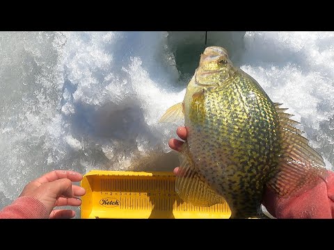 Chasing Big Late Ice Pannies (Gills and Slabs)