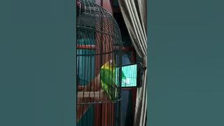 LB AYU TING TING - FIGHTER, GACOR BERDURASI NADA LELAH 😍