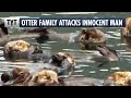 Overzealous Otter Family ATTACKS Man
