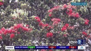 Rapid ʻŌhiʻa Death detected in mountains of Waianae