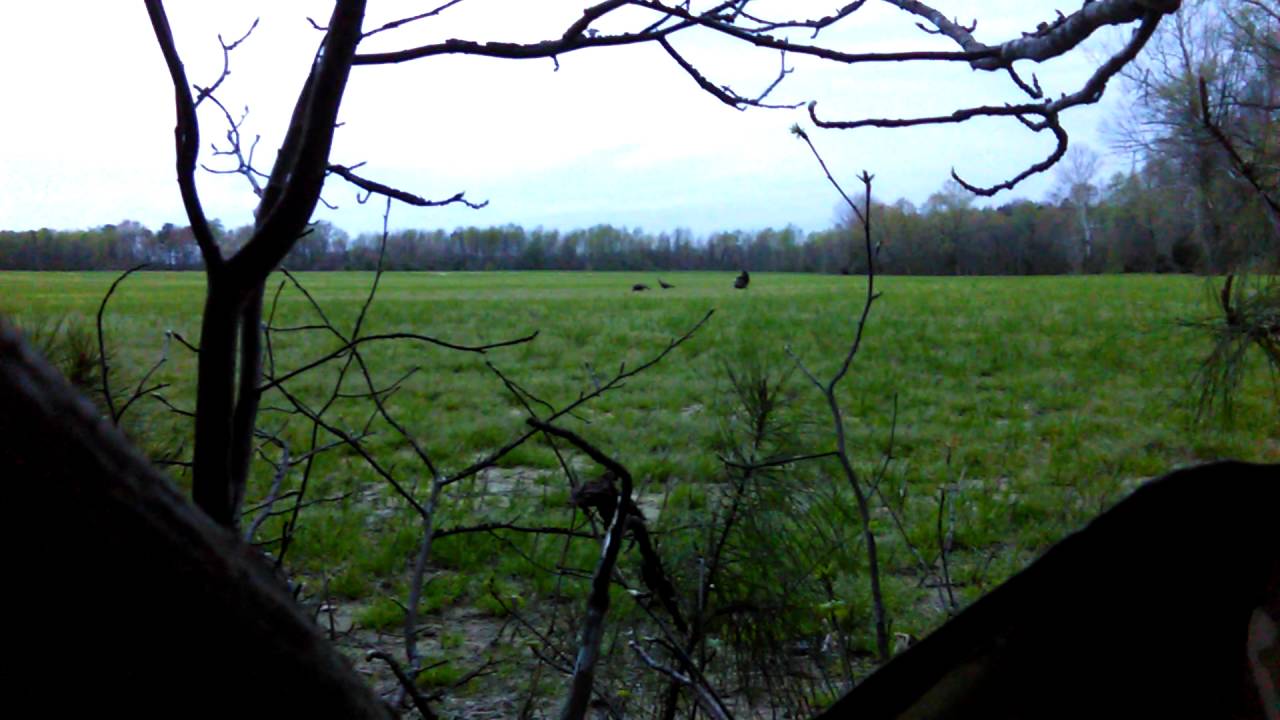 Turkey hunting in Virginia YouTube