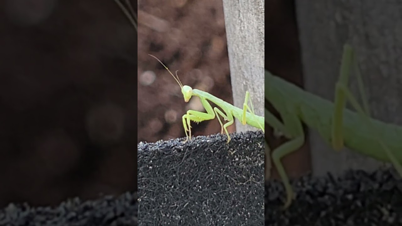 You Won't Believe How Small This Praying Mantis Is!