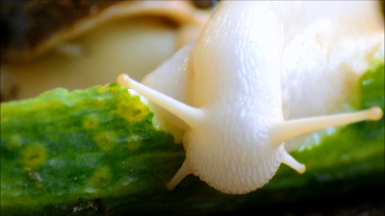 Achatina fulica white jade beim Fressen YouTube