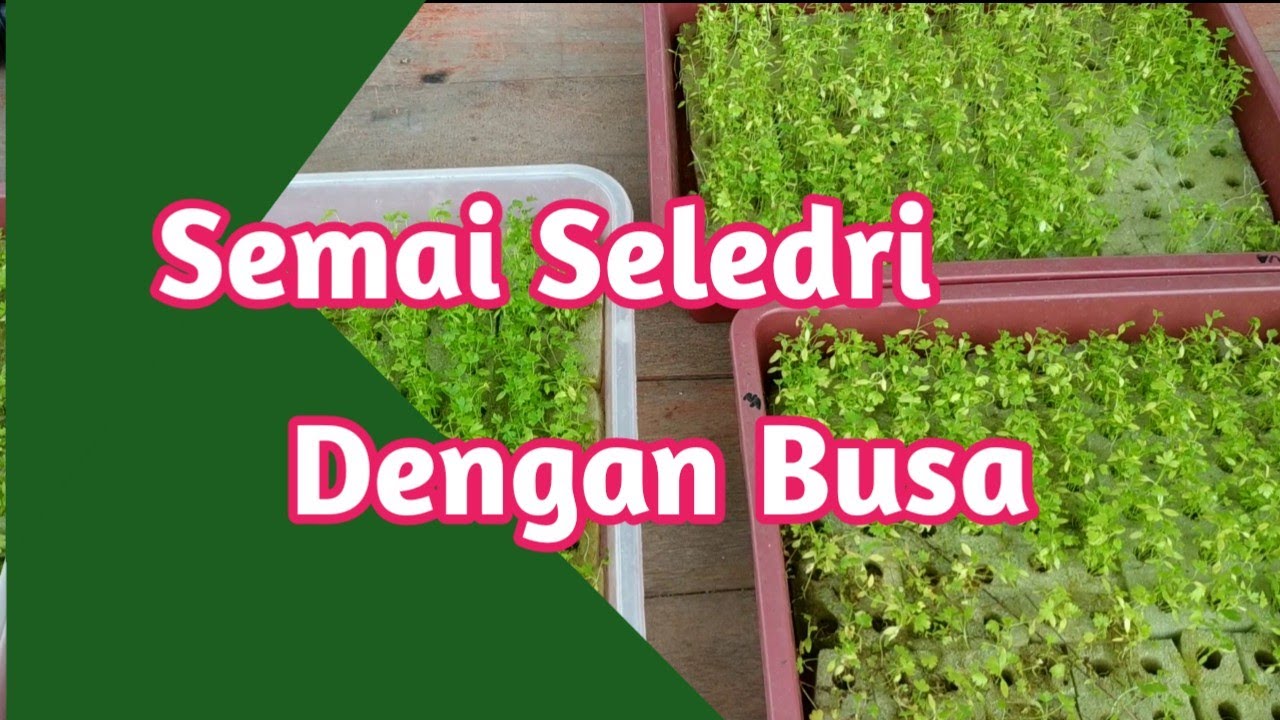 Semai Seledri dengan Busa