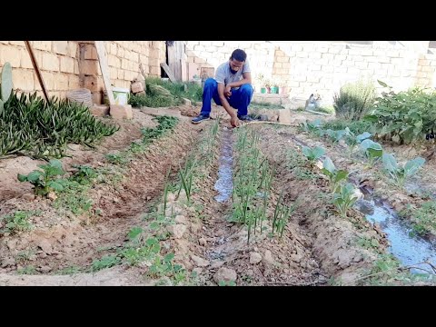 أفضل تسميد وري لمحصول الثوم أول شهر من الزراعة     الحلقة 163