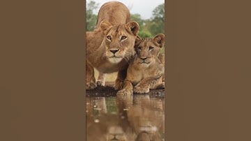 سورة يوسف❤️🩷تلاوة رائعة خاشعة بصوت القارئ هاني العزوني@مجيدوchanel