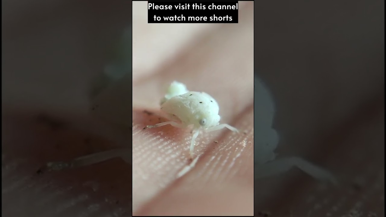 Planthopper insects on my hand 