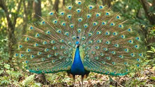 Peacocks in the Forest 🦚 Soft Piano Music for Deep Relaxation and Sleep  screenshot 2