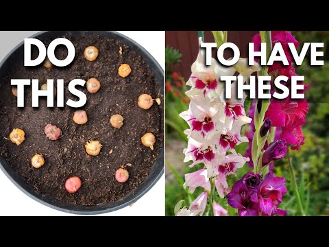 Video: Druk af gladiolus i potter - tips til plantning af gladioler i en beholder