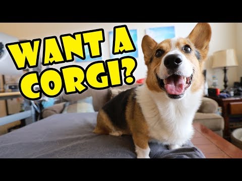 everything about corgis