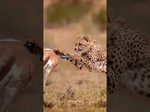 Загадка следа на кости... #shorts #история #загадка #history #наука #тайна