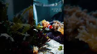 Beautiful Clown Fish Bowl Setup Clown Fish Saler Fish