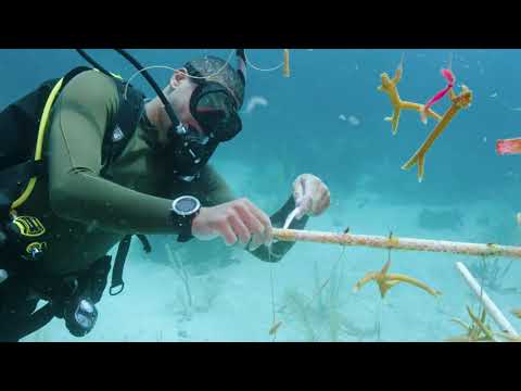 Crazy, Awesome Dive Lifestyle | Experience Nature Unfiltered