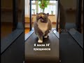 #фитоняшки #cat #funny #нейрокотики #fitness #юмор #наспорте