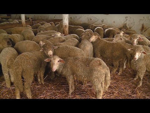 Videó: Juhgyapjú Párnák (21 Fotó): A Juhmodellek Előnyei és Hátrányai, Hogyan Hasznosak