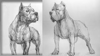 How to Draw a Realistic Pitbull 🐶 | Easy Step-by-Step Pencil Drawing