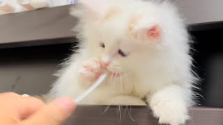 執拗にコードをかじる子猫 / Kitten persistently chews on cable by おチビキンモコちゃんねる 203 views 4 months ago 3 minutes, 22 seconds