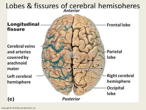 Lecture 12 Chapter 12 Central Nervous System - YouTube