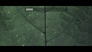 SESLİ ÖYKÜLER #8: Çizgi - Deniz Ezgi Avcı | Hişt Hişt