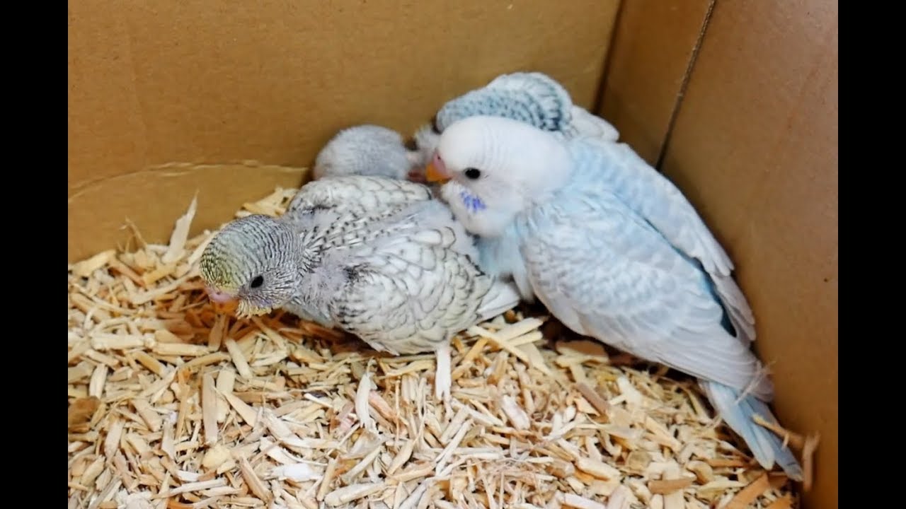 Budgie Breeding Update - Lots of Babies - Huge Update - YouTube