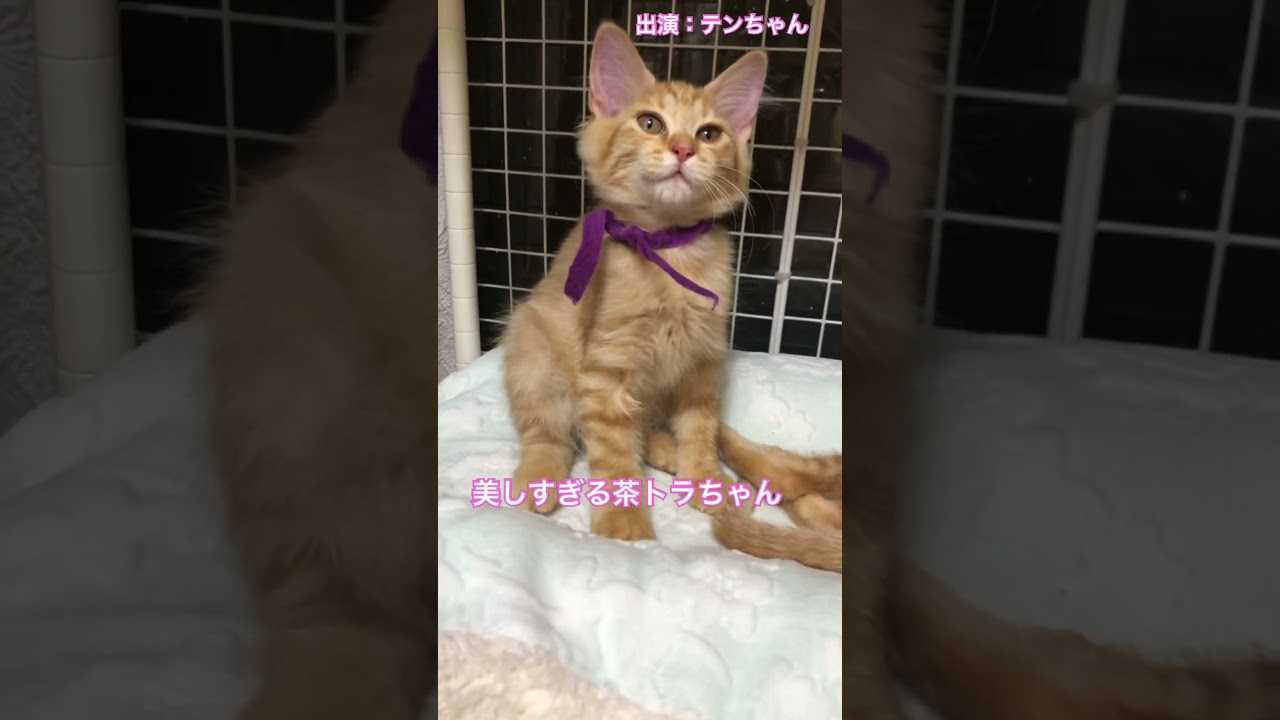 美し過ぎる茶トラ子猫さん #cat #shorts #orangekitten #beautifulcat