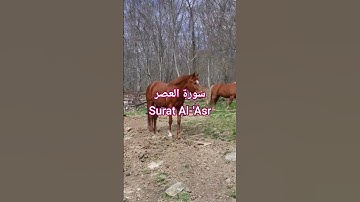 سورة العصر Surah Al-'Asr | قرٱن كريم| #الشيخ #المصحف #اكسبلور