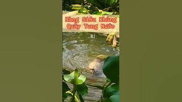 Câu Cá Rô Đồng - Câu Con Cá Trê Hàng Siêu Khủng, Quẩy Tung Nước #8 - Hoàng Trúc fishing #shorts