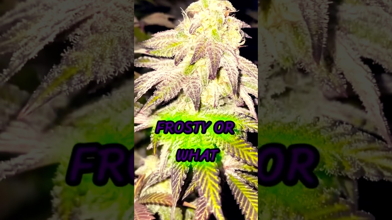 Tent +frosty vibes-cannabis 