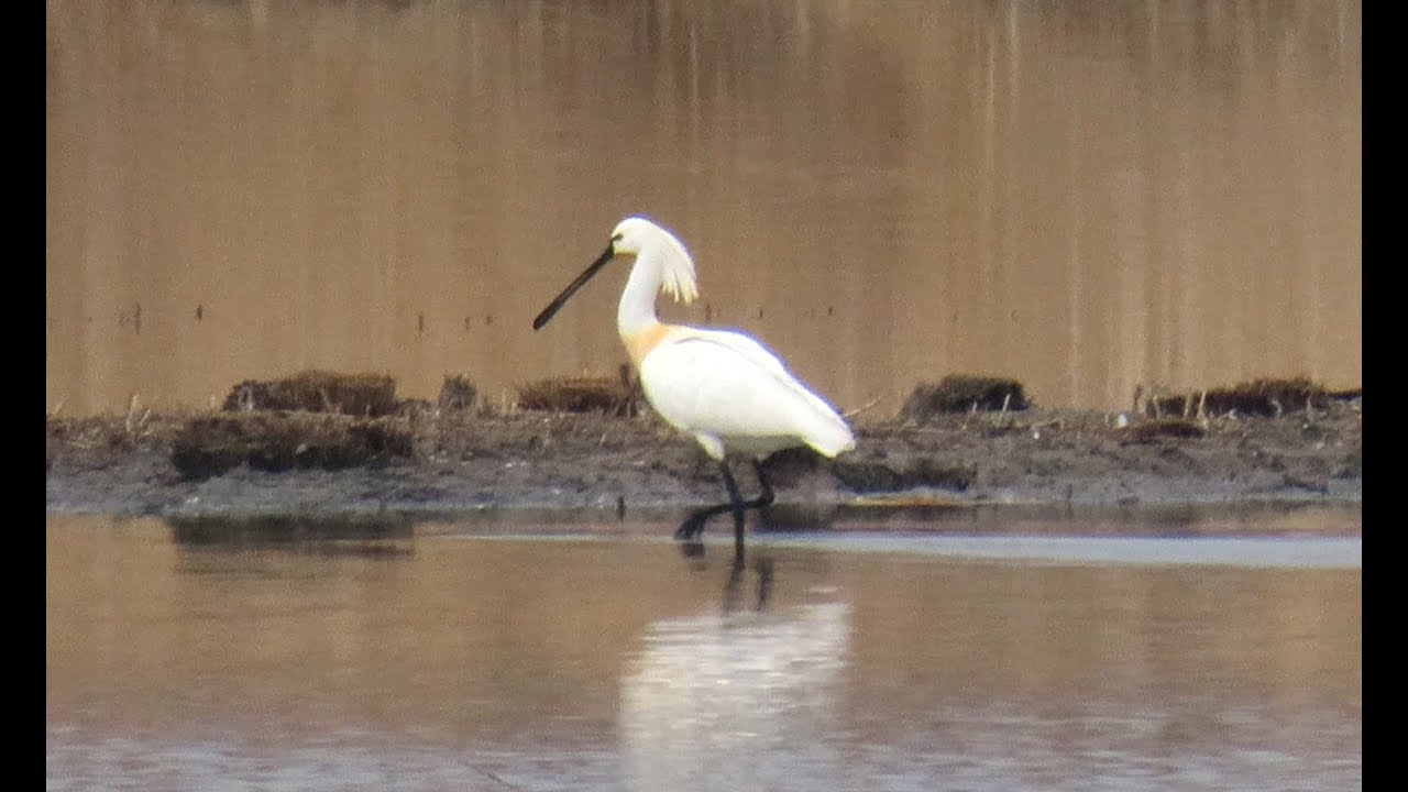 1675. Kolpík bílý, Spoonbill, Rotgesichtlöffler, Platalea, Spatule d'Afrique, Platalea alba