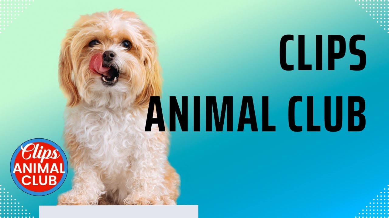 clips animal club Funniest Animal Videos 2023 Best Funny Cats