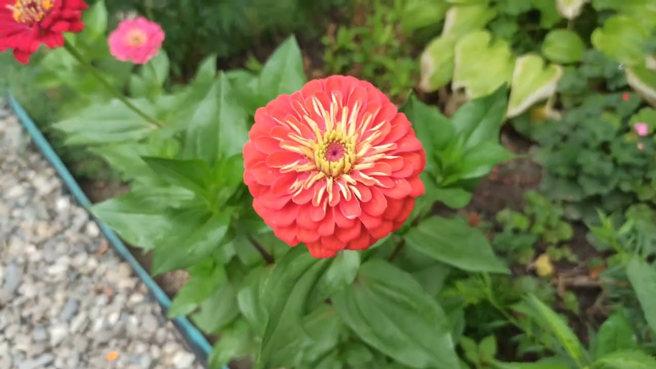 Обзор цветника на 6 августа.