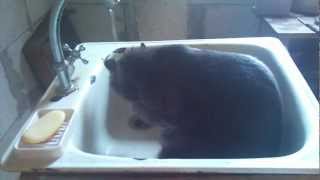 20120709 Кошачий душ