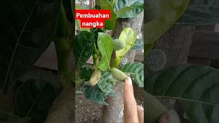 Memahami pembuahan pada pohon nangka #tanaman #nangka #buahnangka #pohonnangka