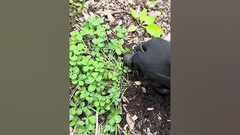 Roots, Residue & Extraction - Joy of Weeds Pulling