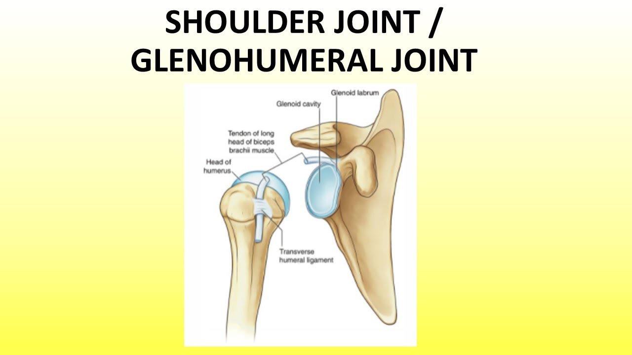 GLENOHUMERAL/SHOULDER JOINT SIMPLIFIED DIAGRAMTIC EXPLANATION (NEET