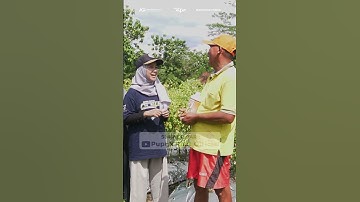 Gagal Panen Cabe #pupukkilat #petani #pupukorganikcair #pertanian #indonesia #2023 #cabe