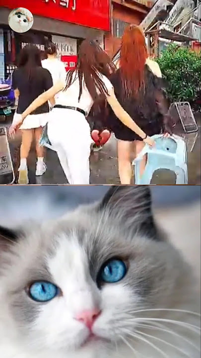 Don_t_confuse_me_😂🤣😅_#cat_#funny_#tiktok_#memes