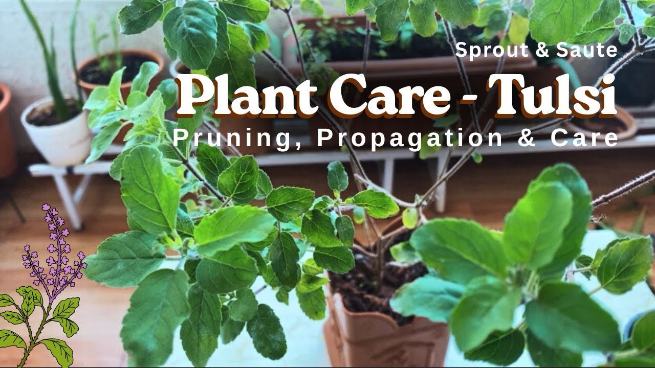 🌿 Tulsi Plant Care | तुलसी के पौधे की देखभाल कैसे करें | Propagation, Pruning & Daily Care Tips