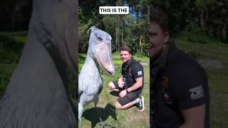 Lyrebird😱The Ultimate Master of Mimicry That Imitates Any Sound,nature mimics, birds,