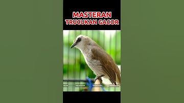 Masteran Trucukan Gacor ROPEL PANJANG Ampuh Untuk Pancingan Trucuk Agar Cepat Menaikkan GACOR 22
