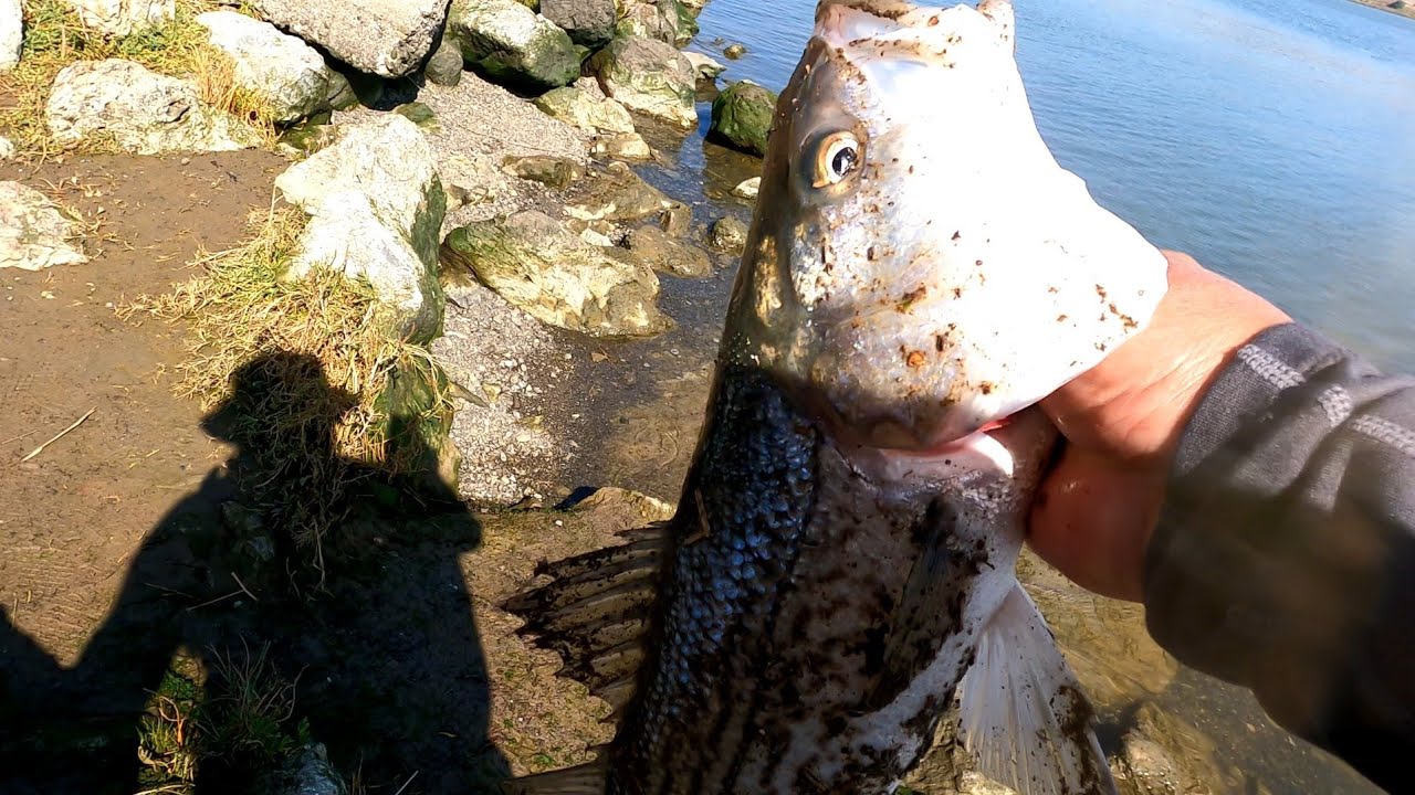 Fishing Striped bass Benicia Vallejo Ca. Dillon point YouTube