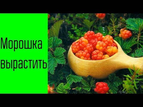 Морошка вырастить