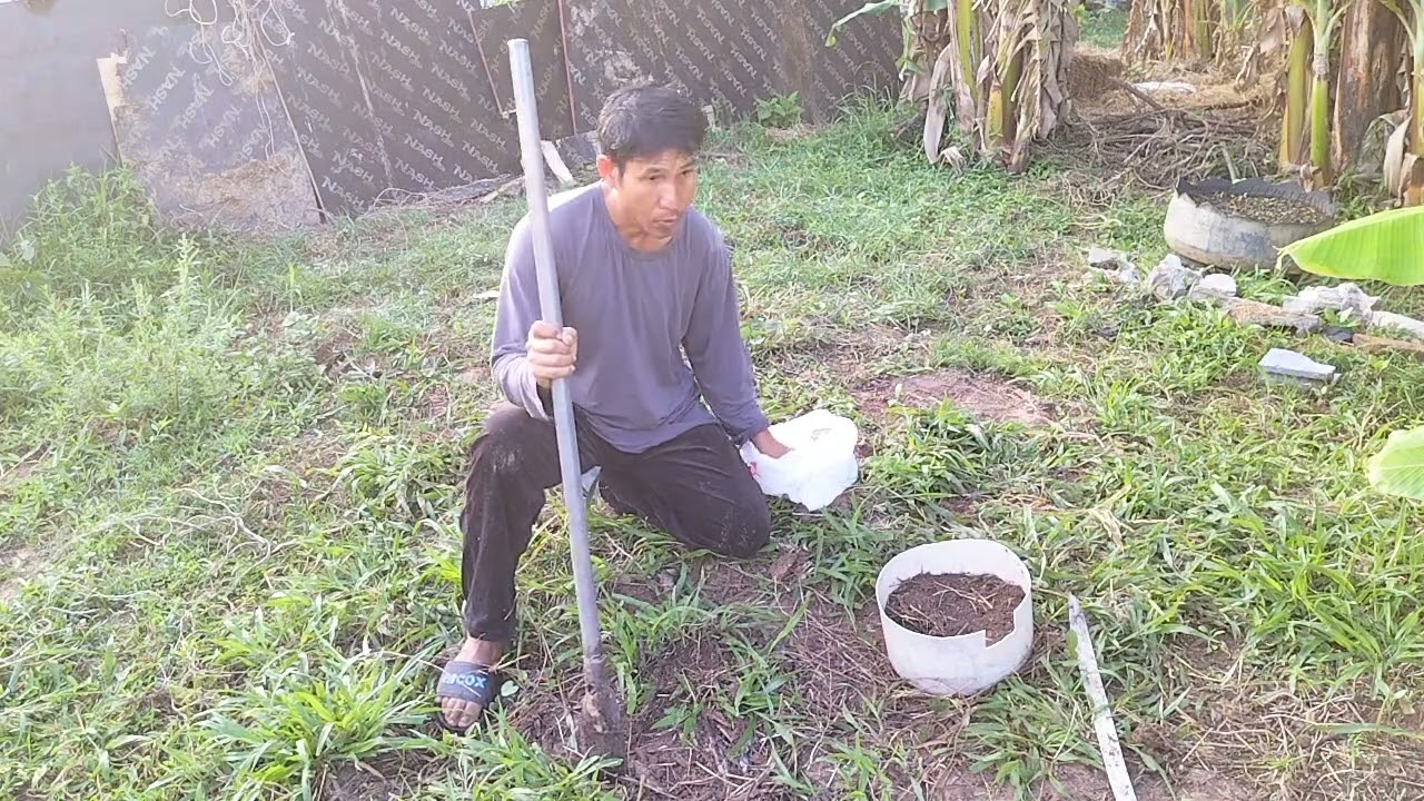 #ปลูกถั่วฝักยาวแบบไม่ต้องล้อมรั้วป้องกันไก่